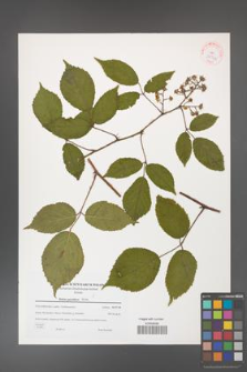 Rubus guentheri [KOR 38944]