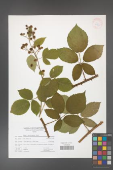 Rubus henrici-egonis [KOR 41753]