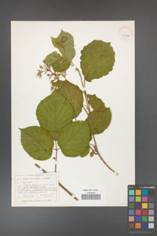 Rubus hercynicus [KOR 40499]