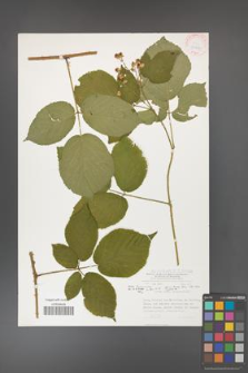 Rubus hercynicus [KOR 30047]