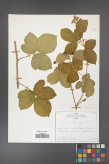 Rubus hevellicus [KOR 50706]
