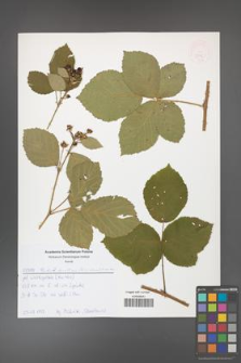 Rubus hevellicus [KOR 52576]