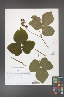 Rubus hevellicus [KOR 52133]