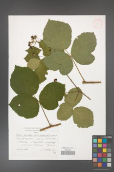 Rubus hevellicus [KOR 38321]