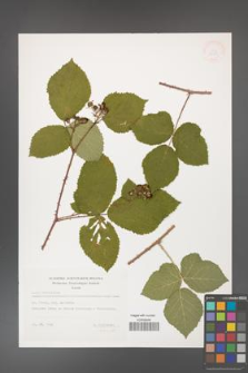 Rubus hevellicus [KOR 32889]