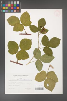 Rubus hevellicus [KOR 32428]
