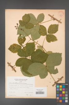 Rubus hevellicus [KOR 31034]