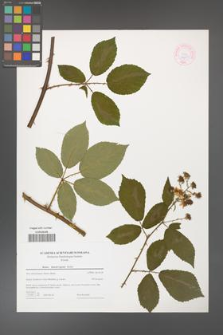 Rubus henrici-egonis [KOR 44604]