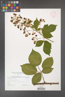 Rubus henrici-egonis [KOR 44601]