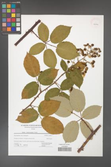 Rubus henrici-egonis [KOR 42756]