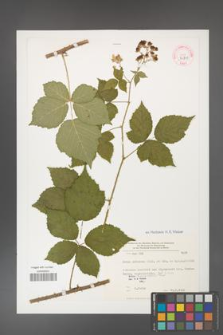 Rubus haesitans [KOR 32318]
