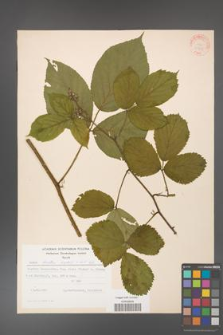 Rubus hirtus [KOR 31291]