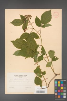 Rubus hirtus [KOR 31265]