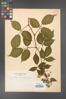 Rubus hirtus [KOR 31275]