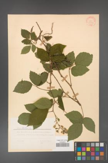 Rubus hirtus [KOR 31286]