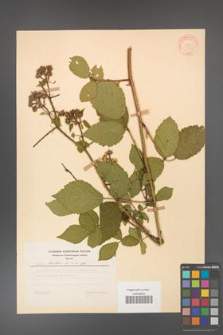 Rubus hirtus [KOR 31313]