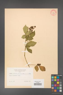Rubus hirtus [KOR 8638]