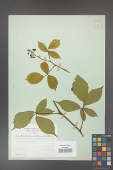 Rubus hirtus [KOR 28037]