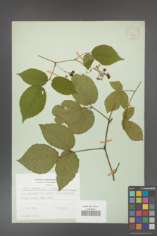 Rubus hirtus [KOR 31252]