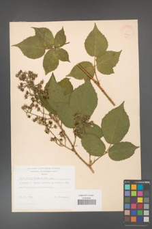 Rubus hirtus [KOR 22951]