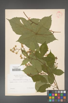 Rubus hirtus [KOR 31297]