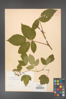 Rubus hirtus [KOR 8786]