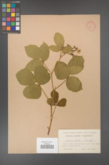 Rubus hirtus [KOR 10774]