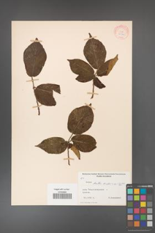 Rubus hirtus [KOR 10776]
