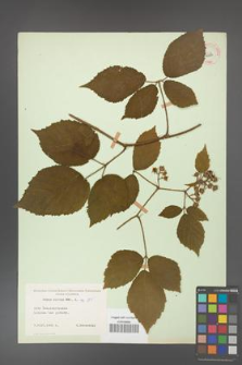 Rubus hirtus [KOR 10793]
