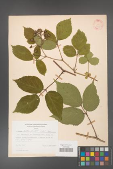 Rubus hirtus [KOR 31333]
