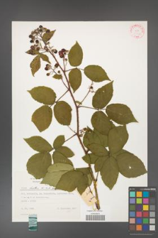 Rubus hirtus [KOR 31316]