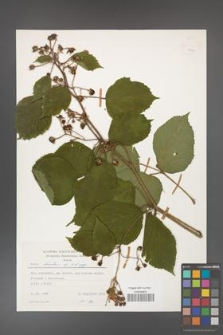 Rubus hirtus [KOR 24890]