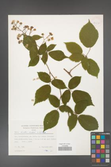 Rubus hirtus [KOR 53994]