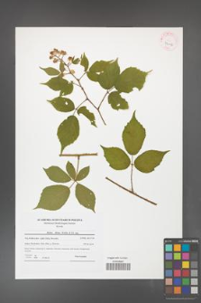 Rubus hirtus [KOR 42066]