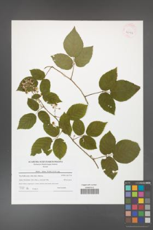 Rubus hirtus [KOR 42162]