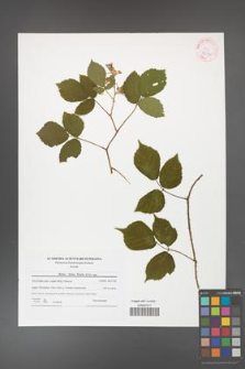 Rubus hirtus [KOR 42181]