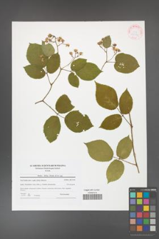 Rubus hirtus [KOR 42182]