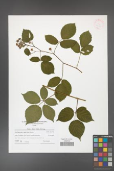 Rubus hirtus [KOR 42183]
