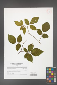 Rubus hirtus [KOR 41548]