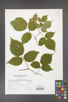 Rubus hirtus [KOR 41547]