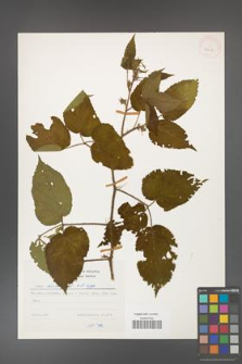 Rubus hirtus [KOR 25229]