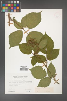 Rubus hirtus [KOR 24955]