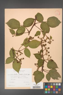 Rubus hirtus [KOR 24348]