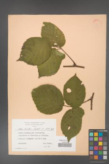 Rubus hirtus [KOR 24352]