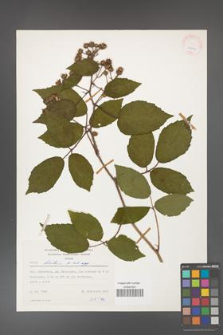 Rubus hirtus [KOR 24874]