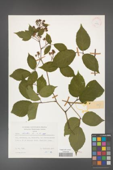 Rubus hirtus [KOR 24877]