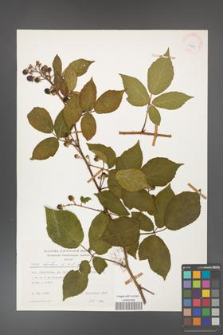 Rubus hirtus [KOR 24879]