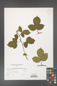 Rubus hirtus [KOR 38782]
