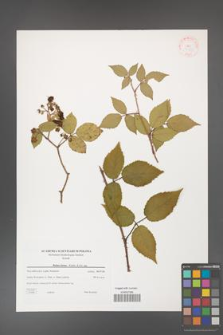 Rubus hirtus [KOR 38778]