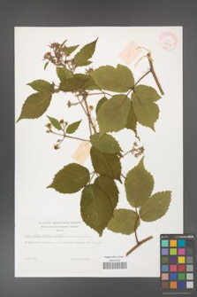 Rubus hirtus [KOR 32297]